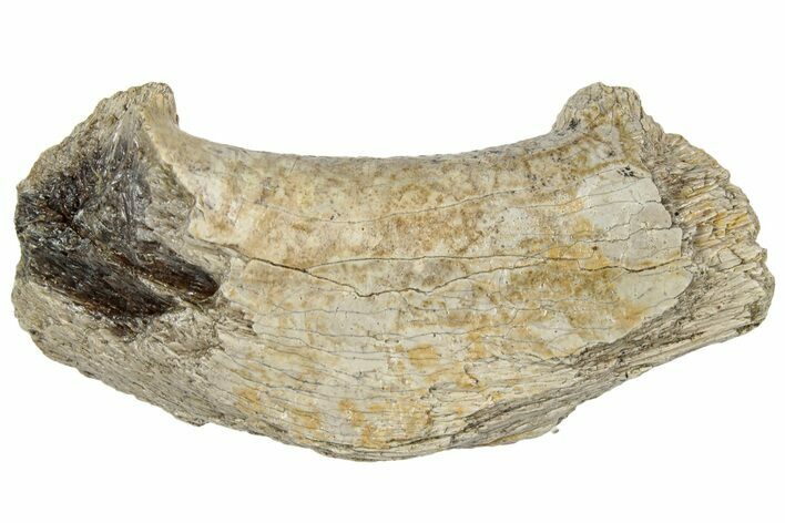Fossil Tyrannosaur (T rex) Bone Section - Wyoming #309989